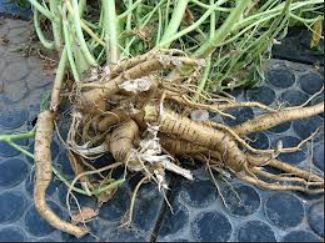 ریشه ختمی (بسته بندی 50 گرمی)